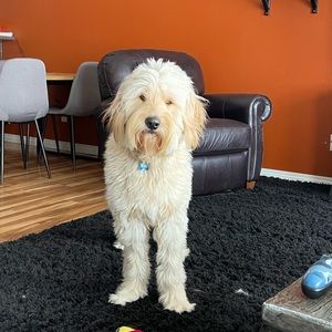 Meet your Posher, Jayde